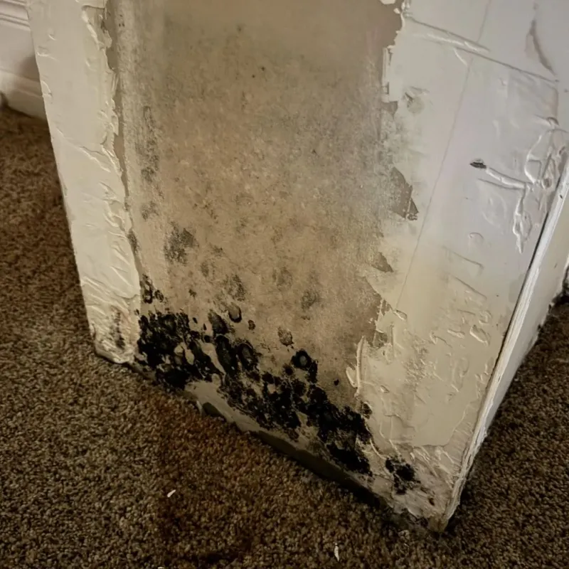 Professional Mold Removal in Corralitos, CA
